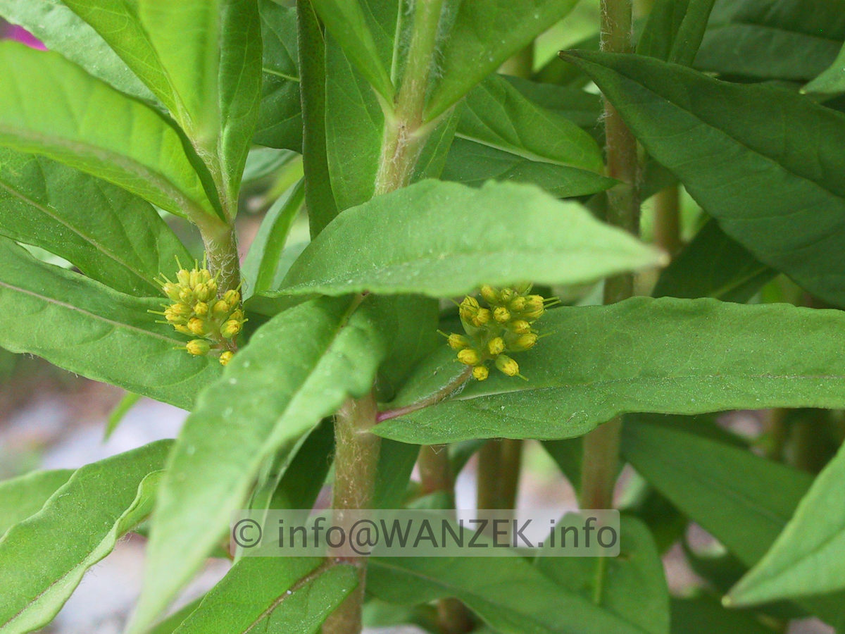 Lysimachia thyrsiflora.JPG